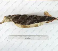 泛亚电竞网页版 -关于>?x?婼K霘贚纶E凷鹱椂的信息